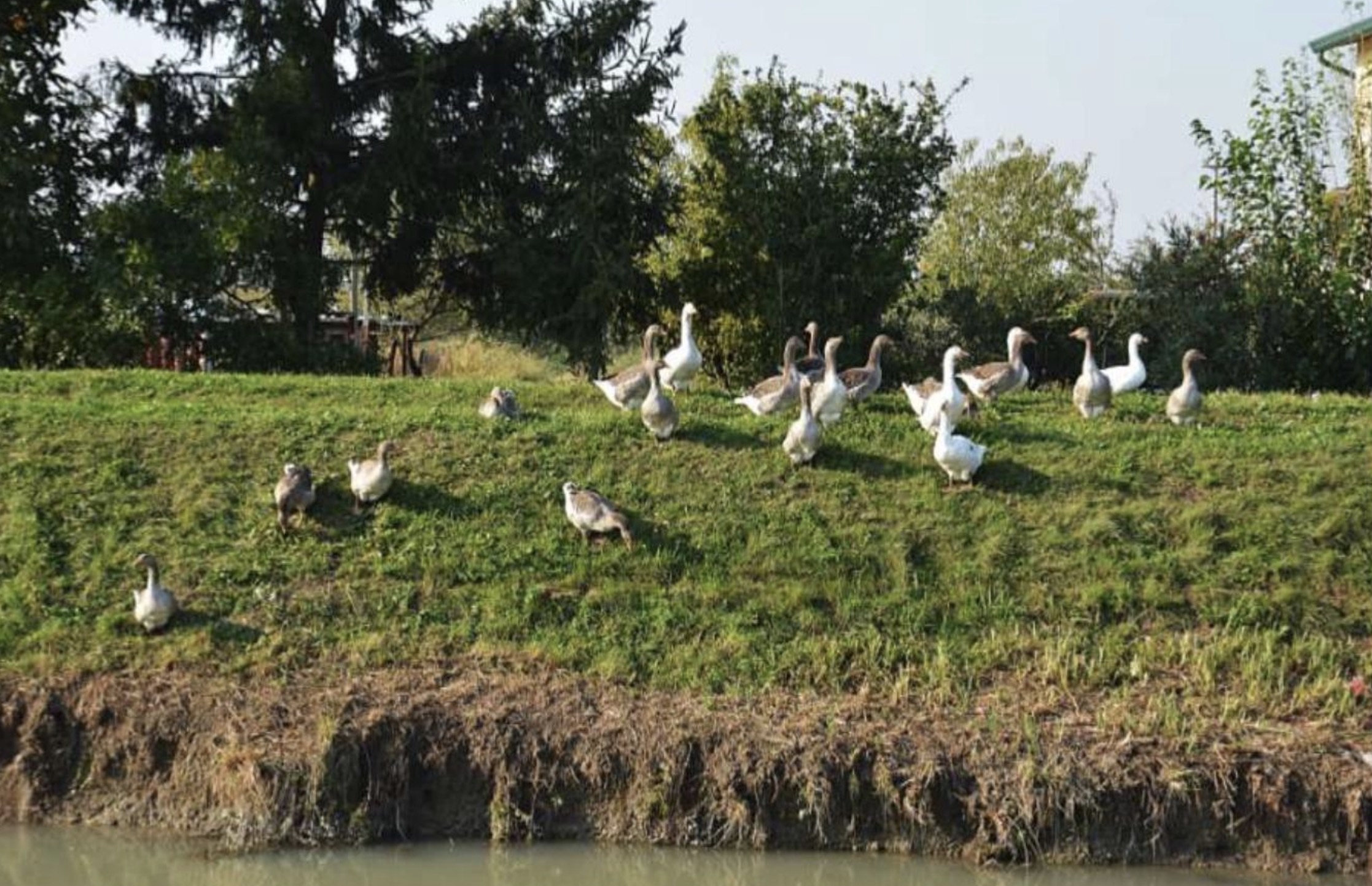 Oche lungo l’argine del canale Grassaga
