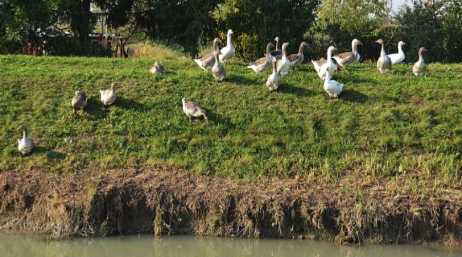 Oche lungo l’argine del canale Grassaga